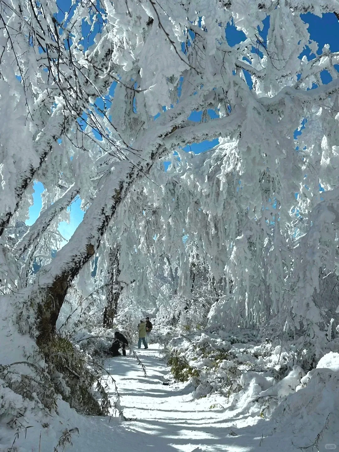 王岗坪📍99%人不知道的川西玩雪秘境