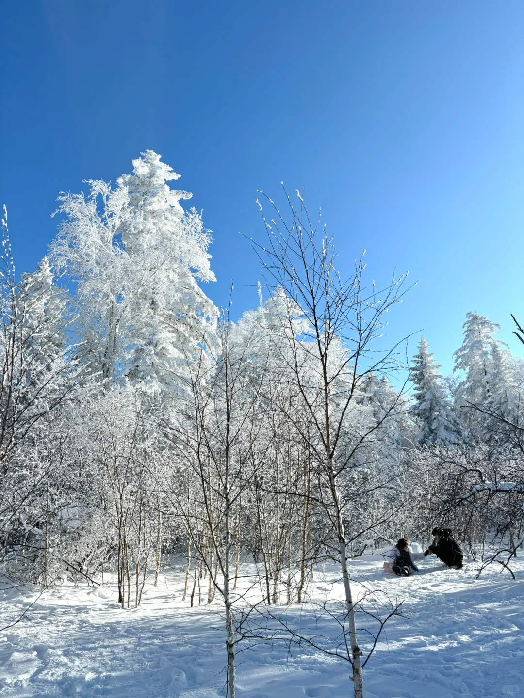 2.9📍雪岭驯鹿园 美晕❄️