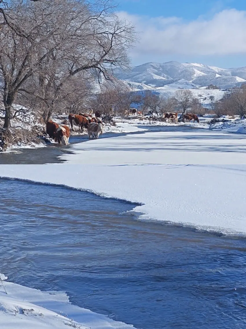 带狗去草原玩雪！越野车+泡温泉