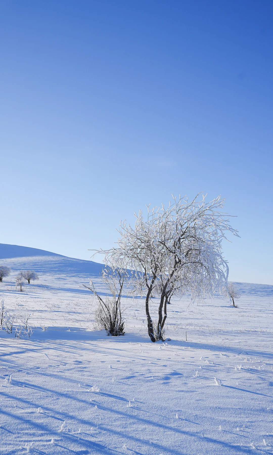 去啥国外！冬天内蒙才真封神❄️童话照进现实