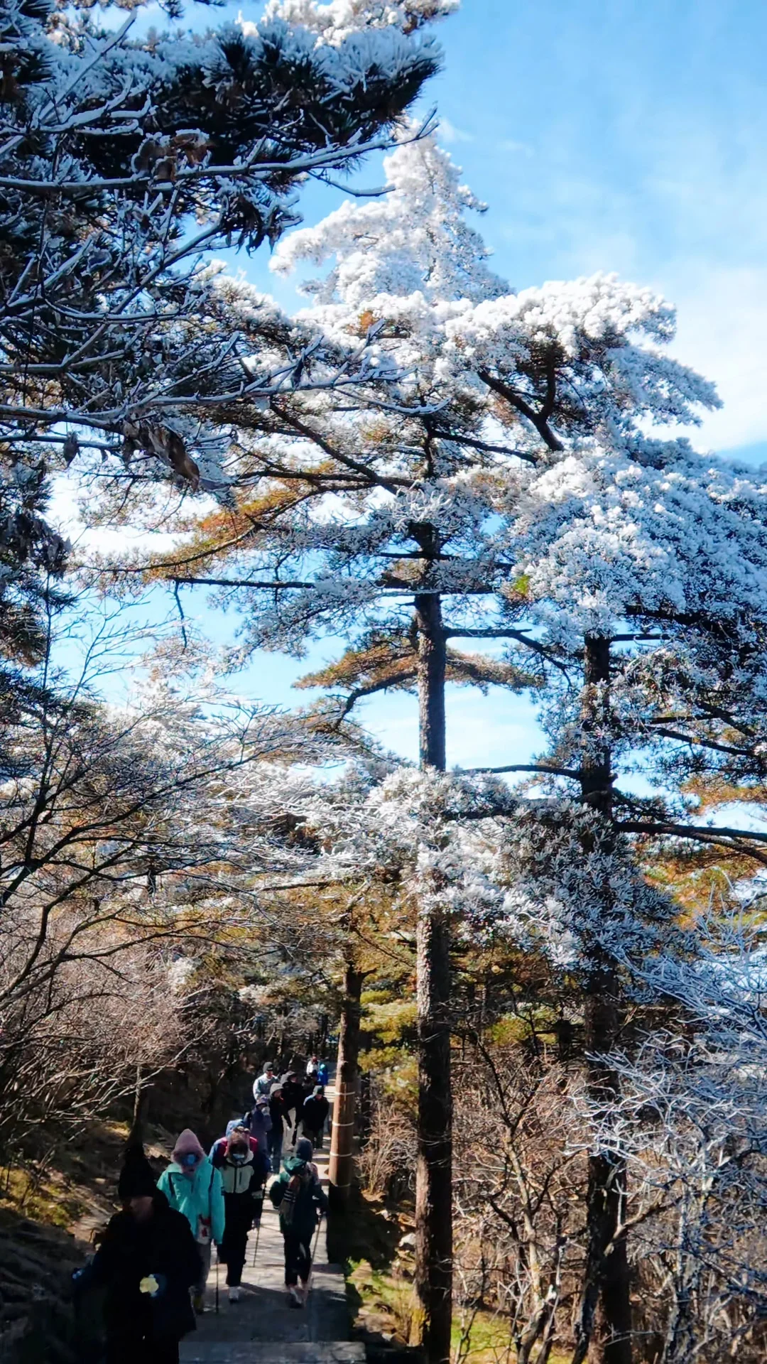 黄山之行｜感觉自己是天生的旅游圣体✨