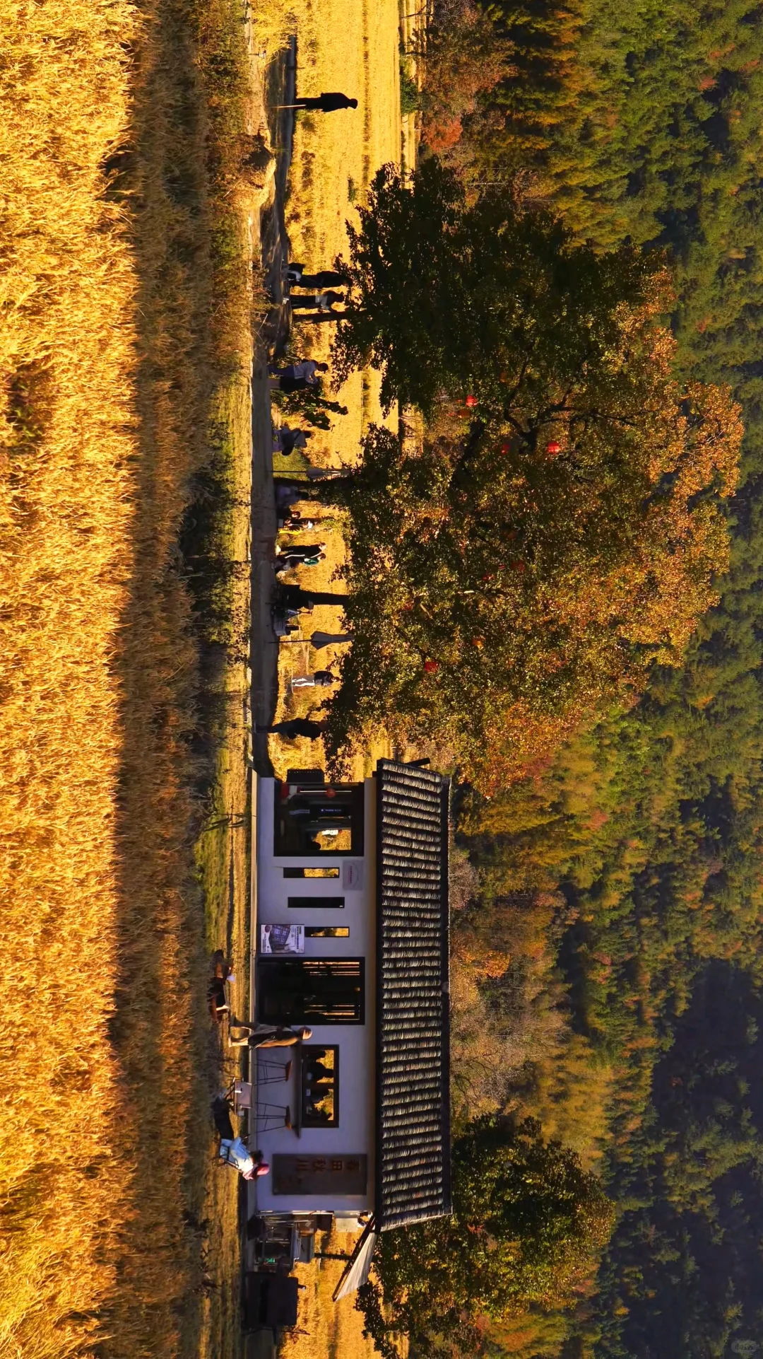黄山之行｜感觉自己是天生的旅游圣体✨