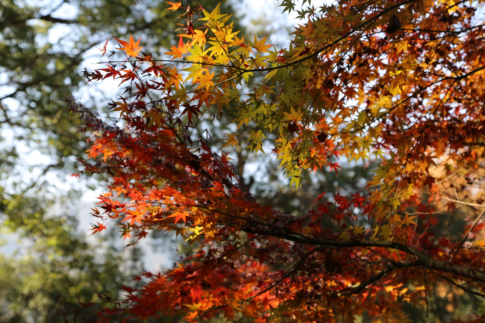听劝！本地人强推12月来婺源篁岭！