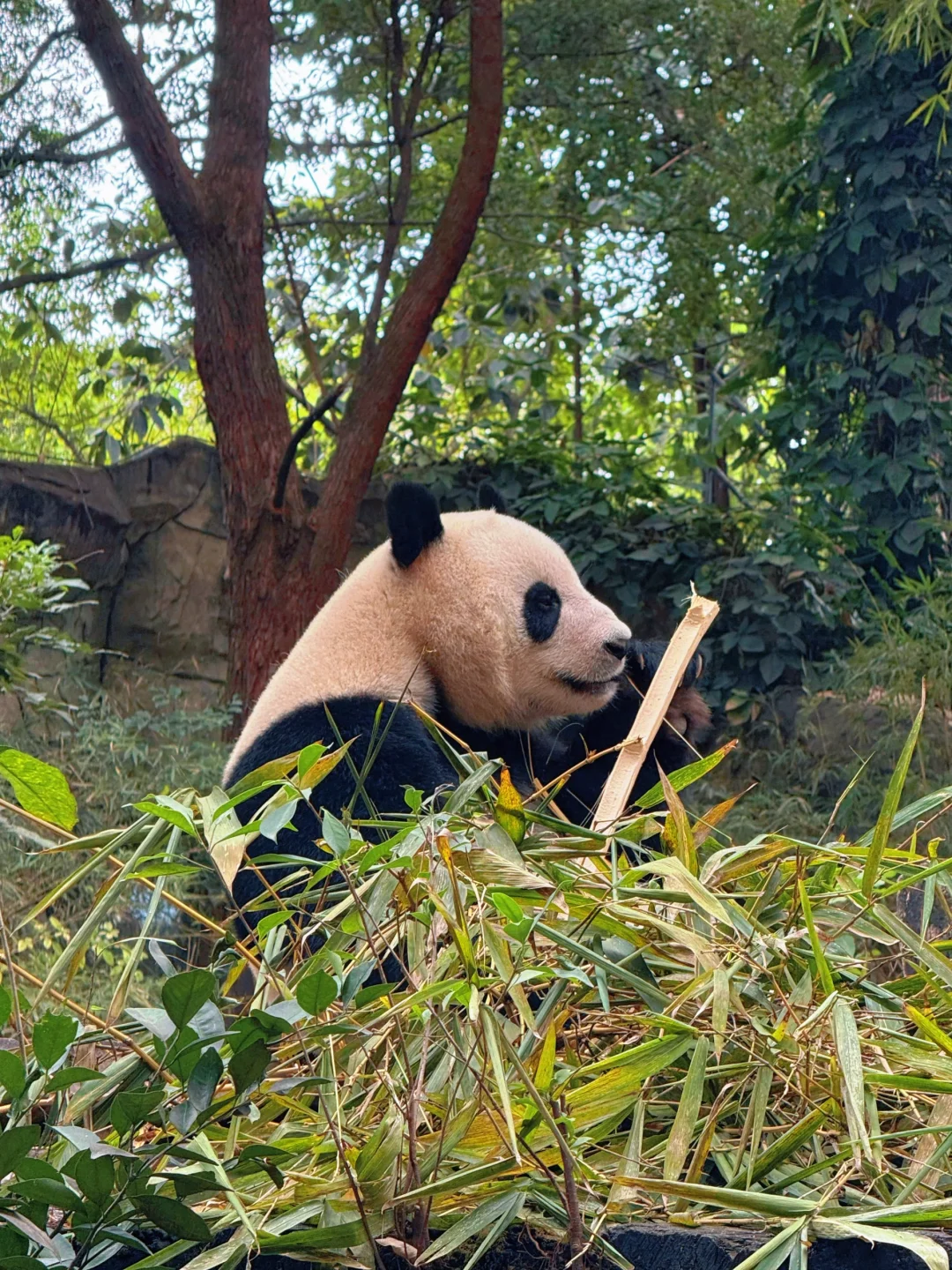 听劝！7-8🈷️去广州长隆玩的先认真看完