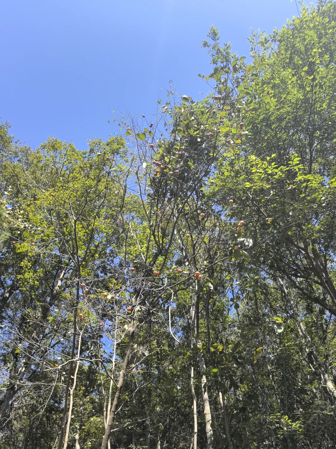 🚲东湖骑行｜超详细攻略❗️附路线