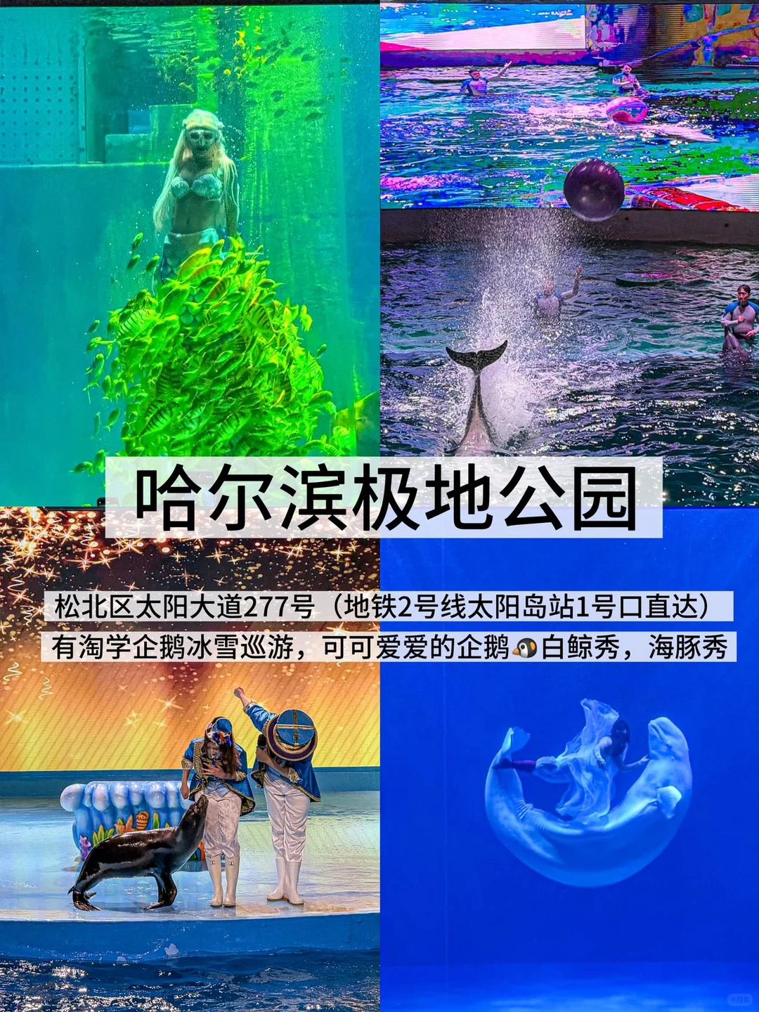 哈尔滨5家必打卡!玩雪干饭全攻略❄️