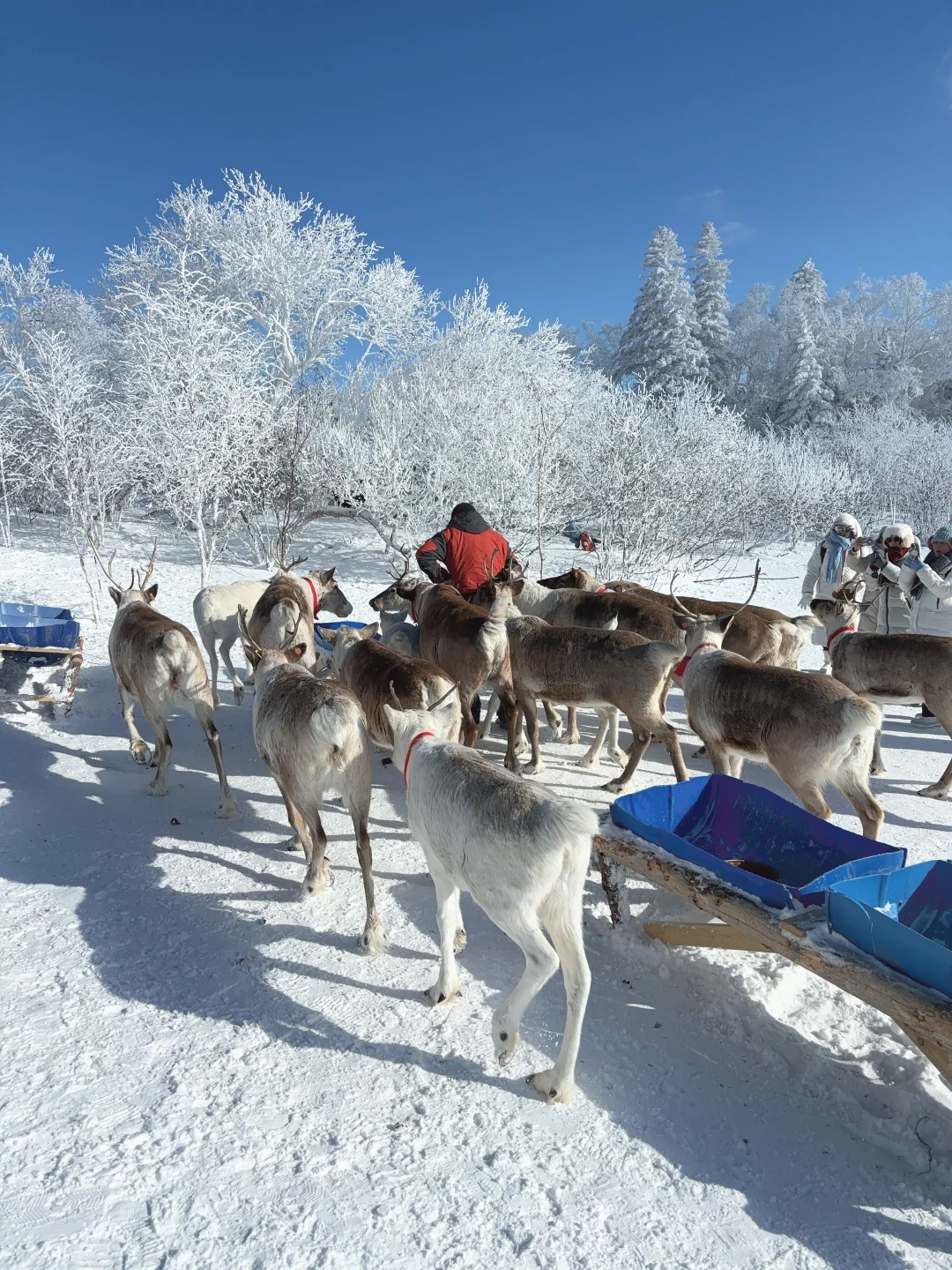 2.9📍雪岭驯鹿园 美晕❄️