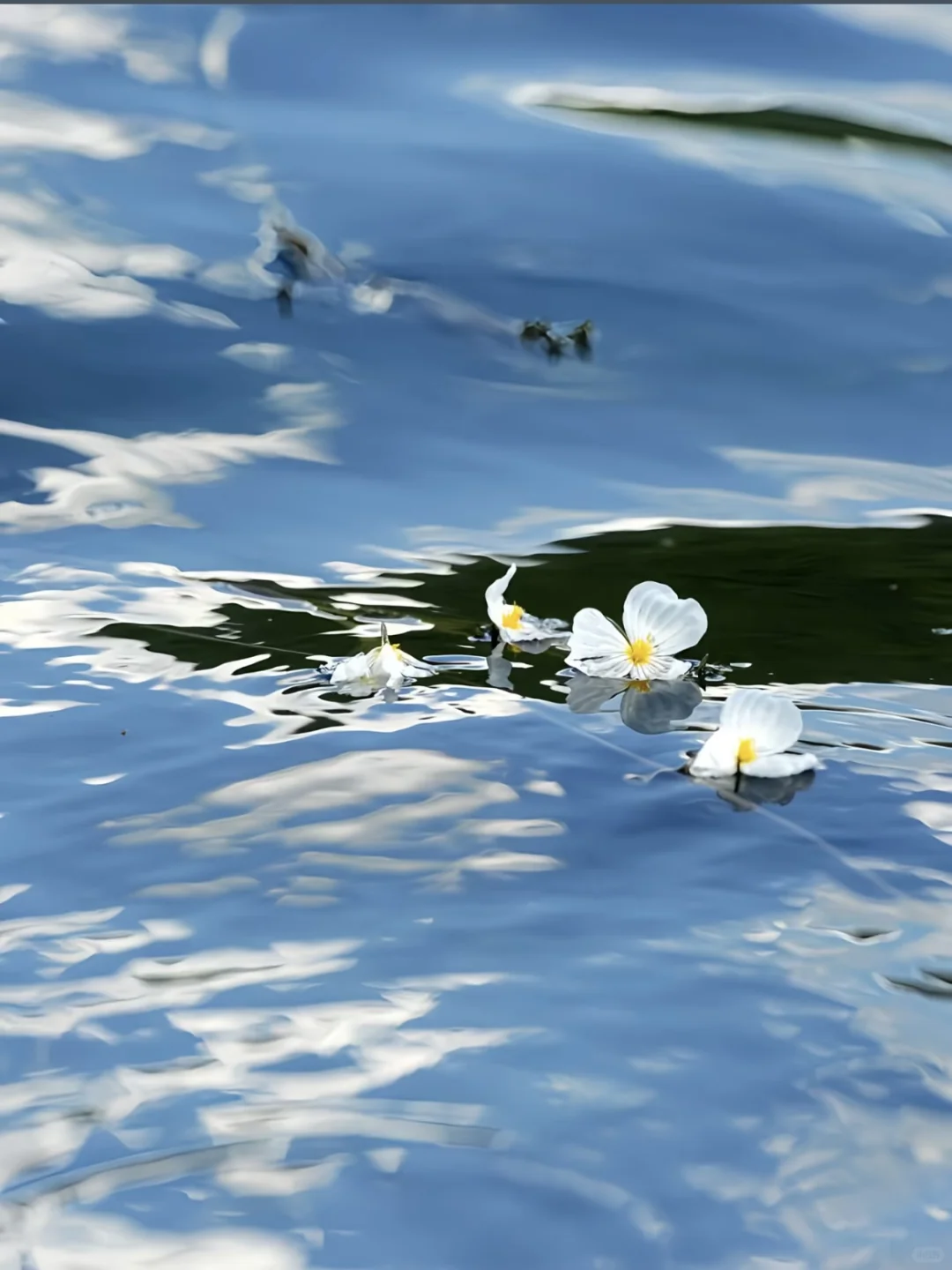 🌟再不来泸沽湖 错过又要等一年|人均100