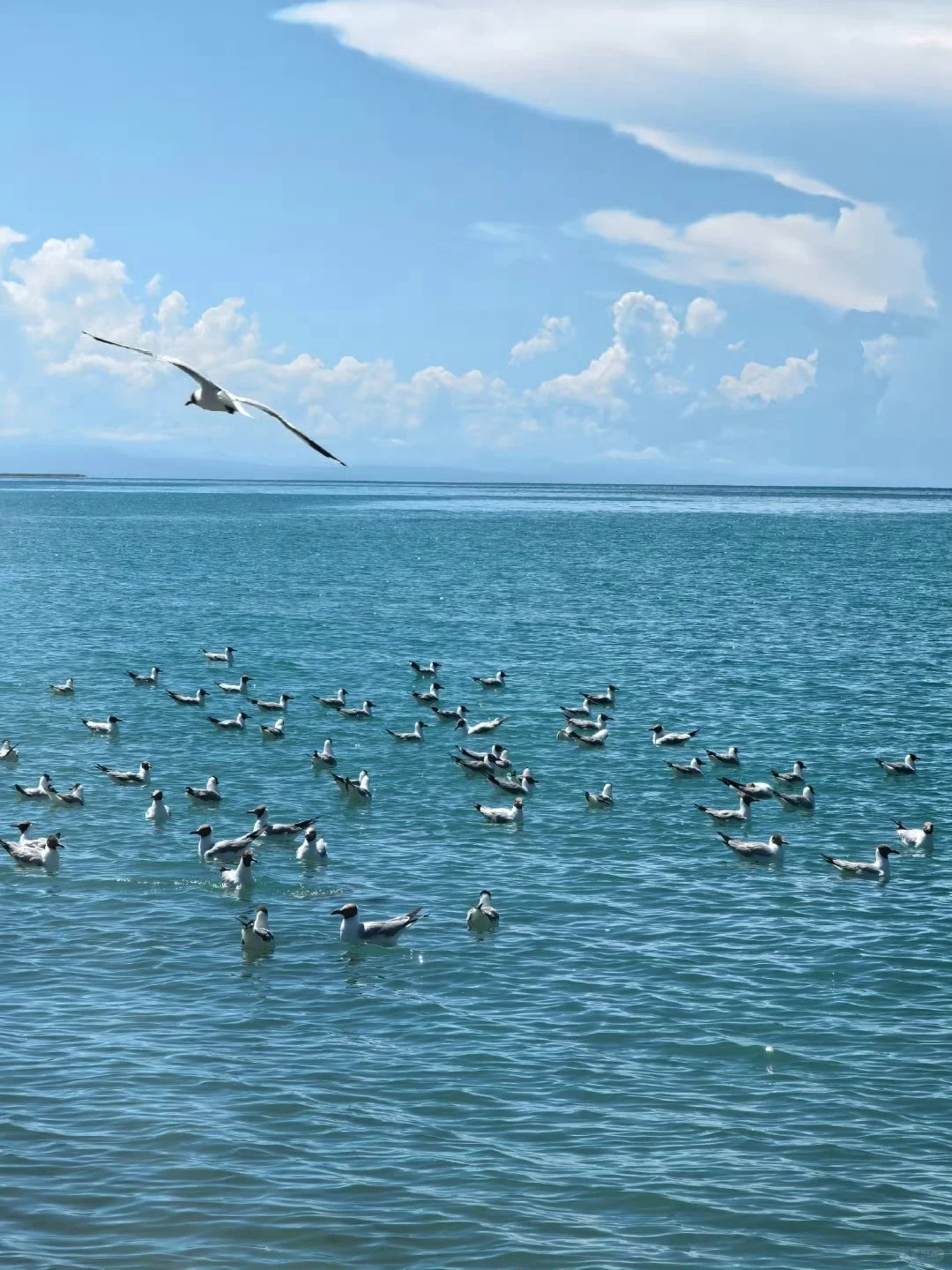 📍10.1青甘刚回，真的要舍弃几个海子...