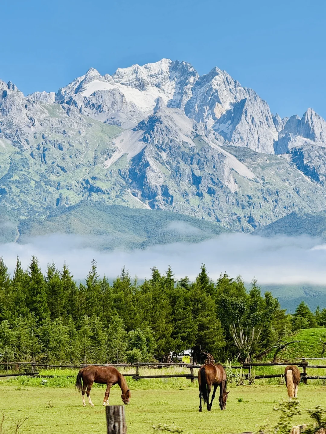 玉龙雪山一日游有票💰300➕一价全包