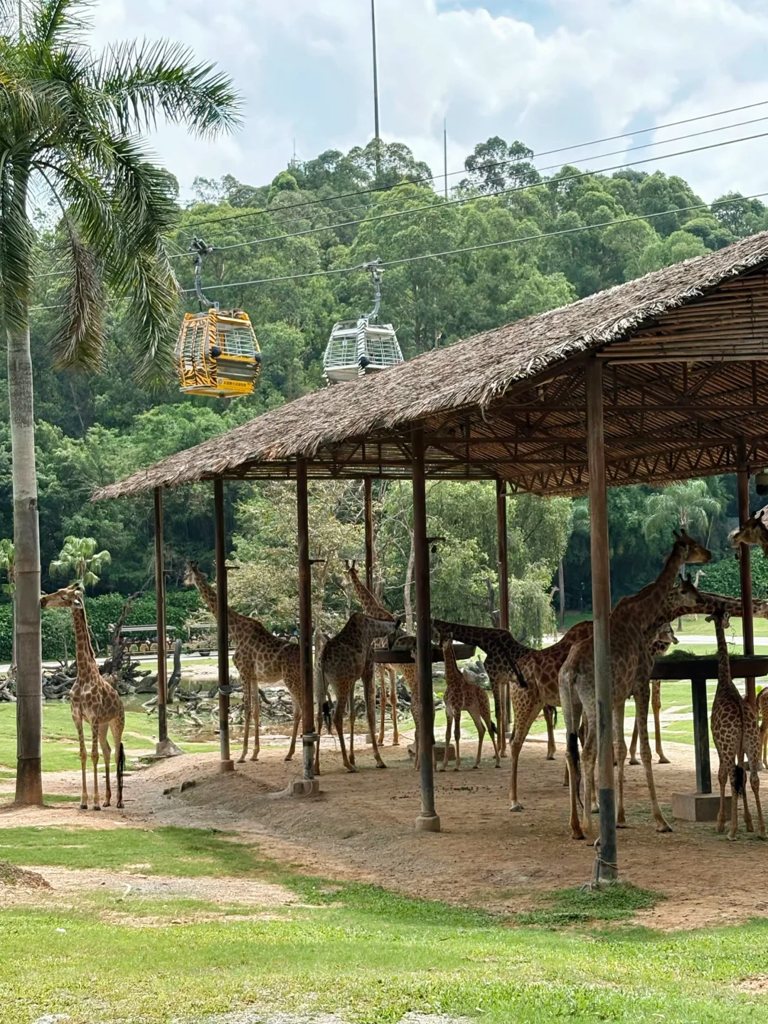 听劝！7-8🈷️去广州长隆玩的先认真看完