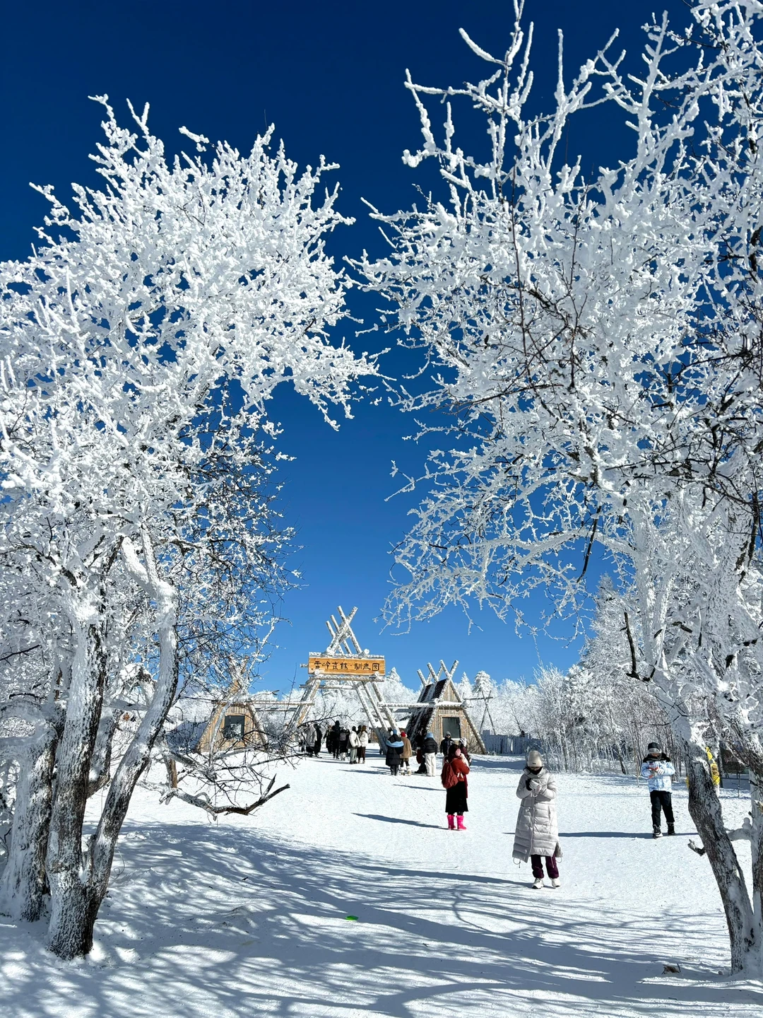 2.9📍雪岭驯鹿园 美晕❄️