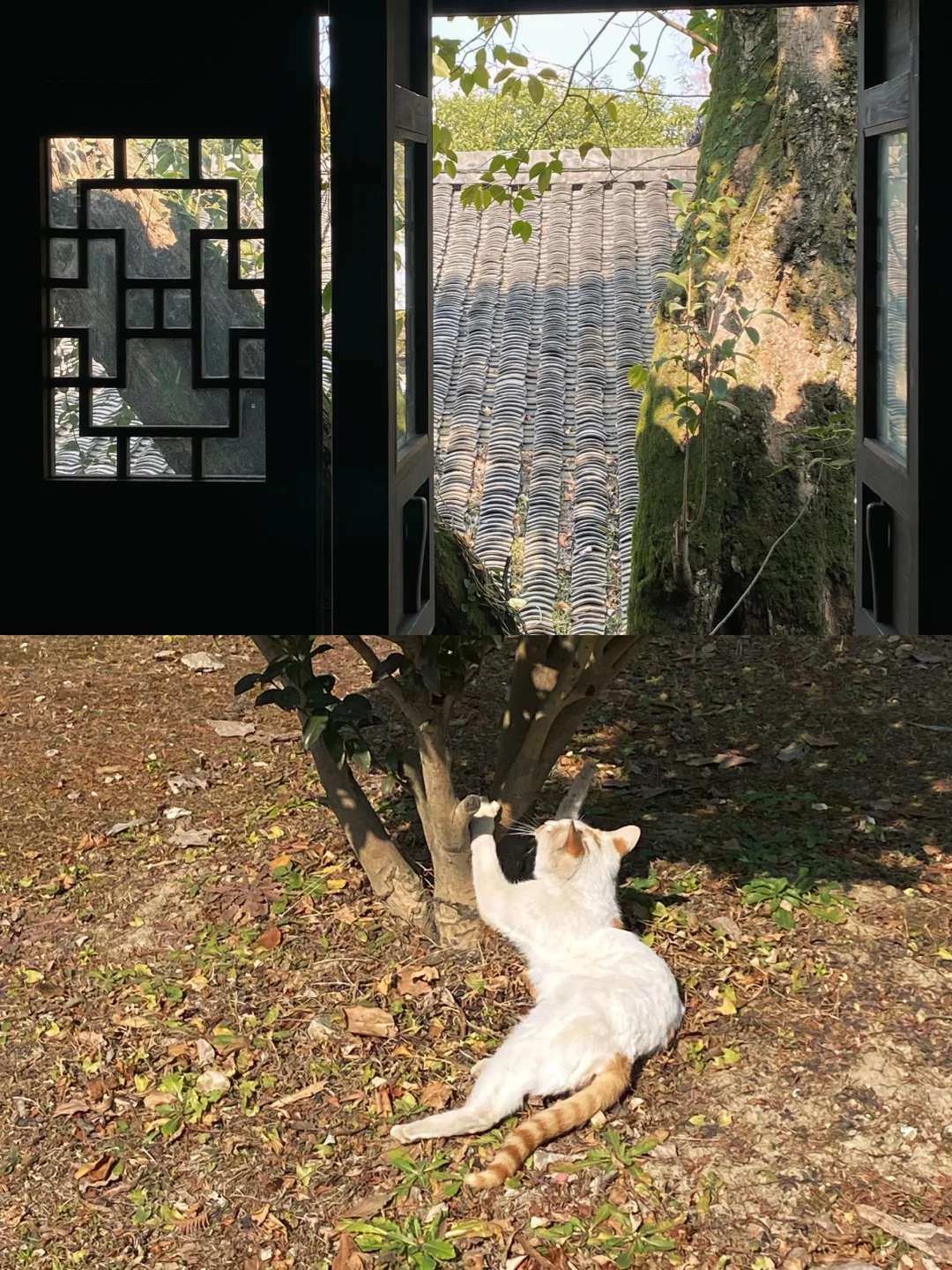 绍兴🍂一个人的冬天旅行