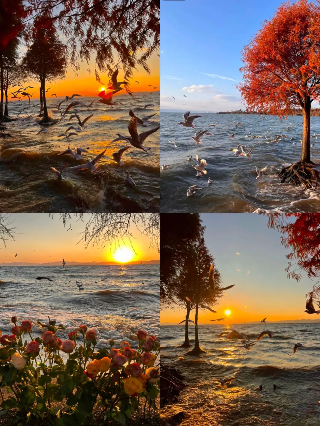 云南旅游📍昆明普洱版纳5天纯玩✨敲省心