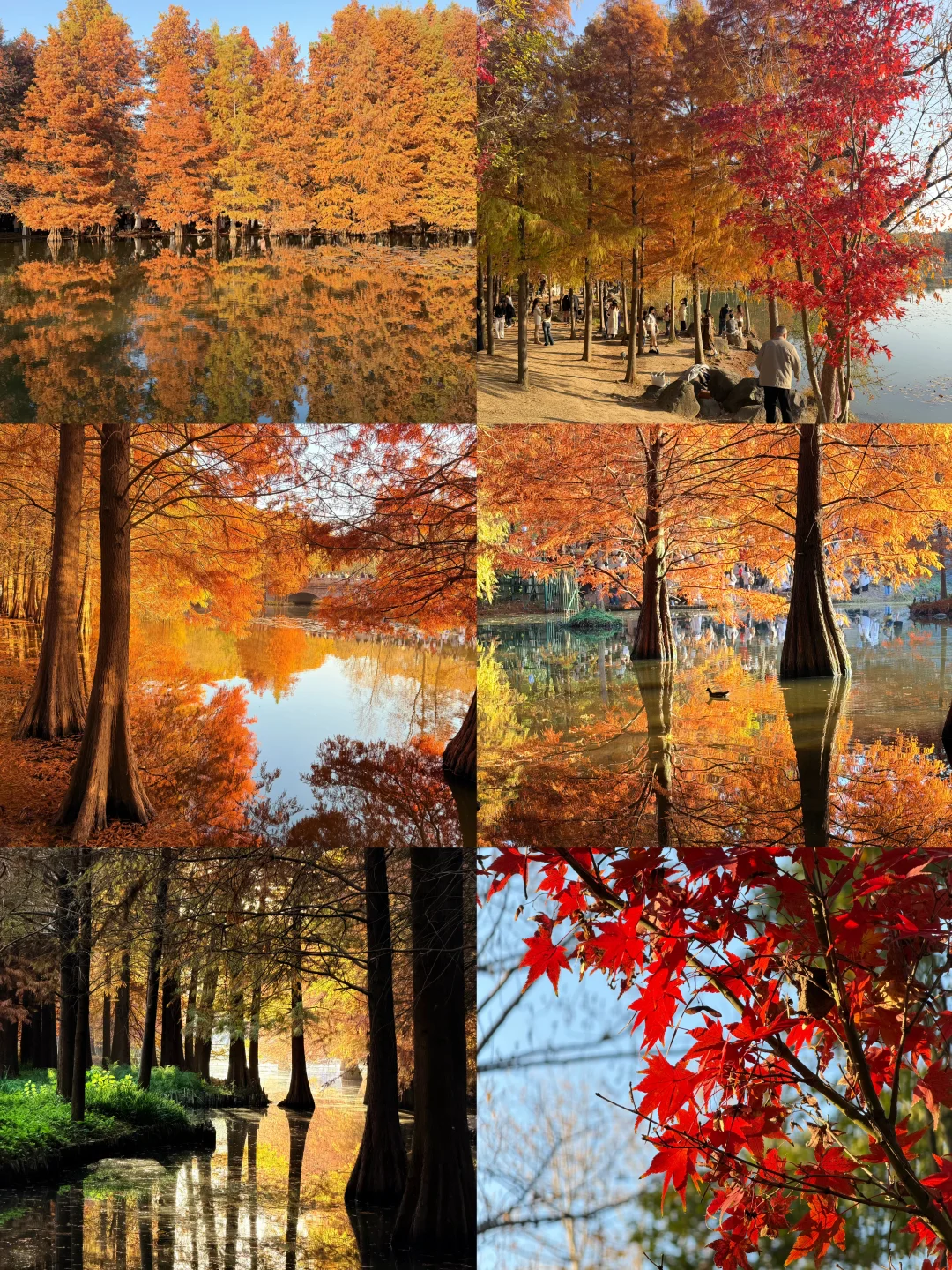 南京人带玩3天🍁附攻略🔥广东人哪见过深秋