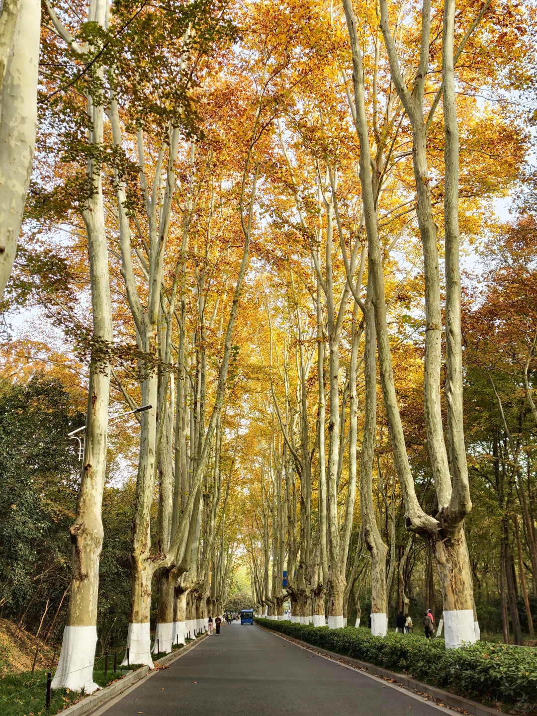 南京钟山流徽榭赏秋绝美路线