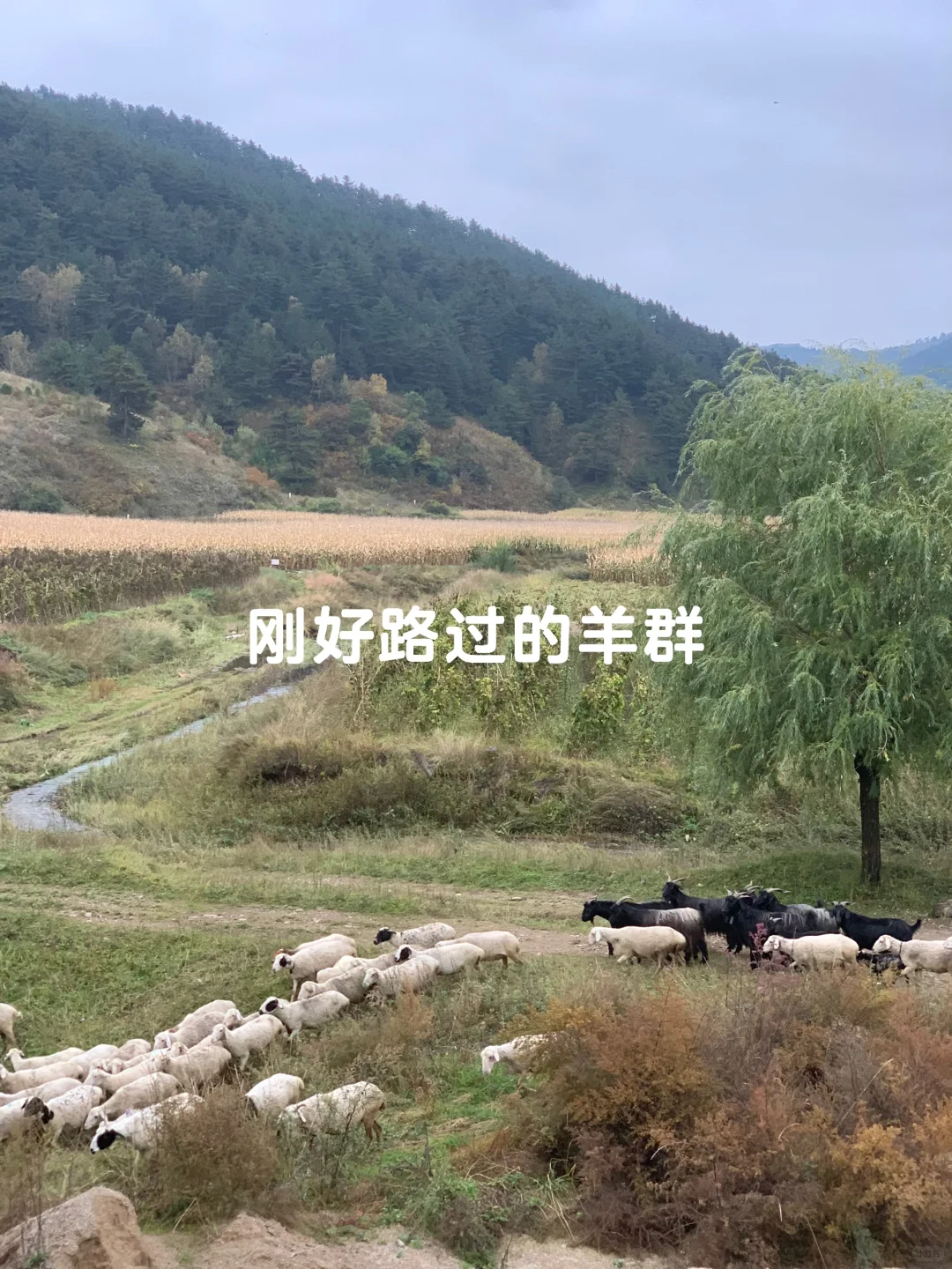 避开人潮！山西 “小阿勒泰” 人少景美🌲