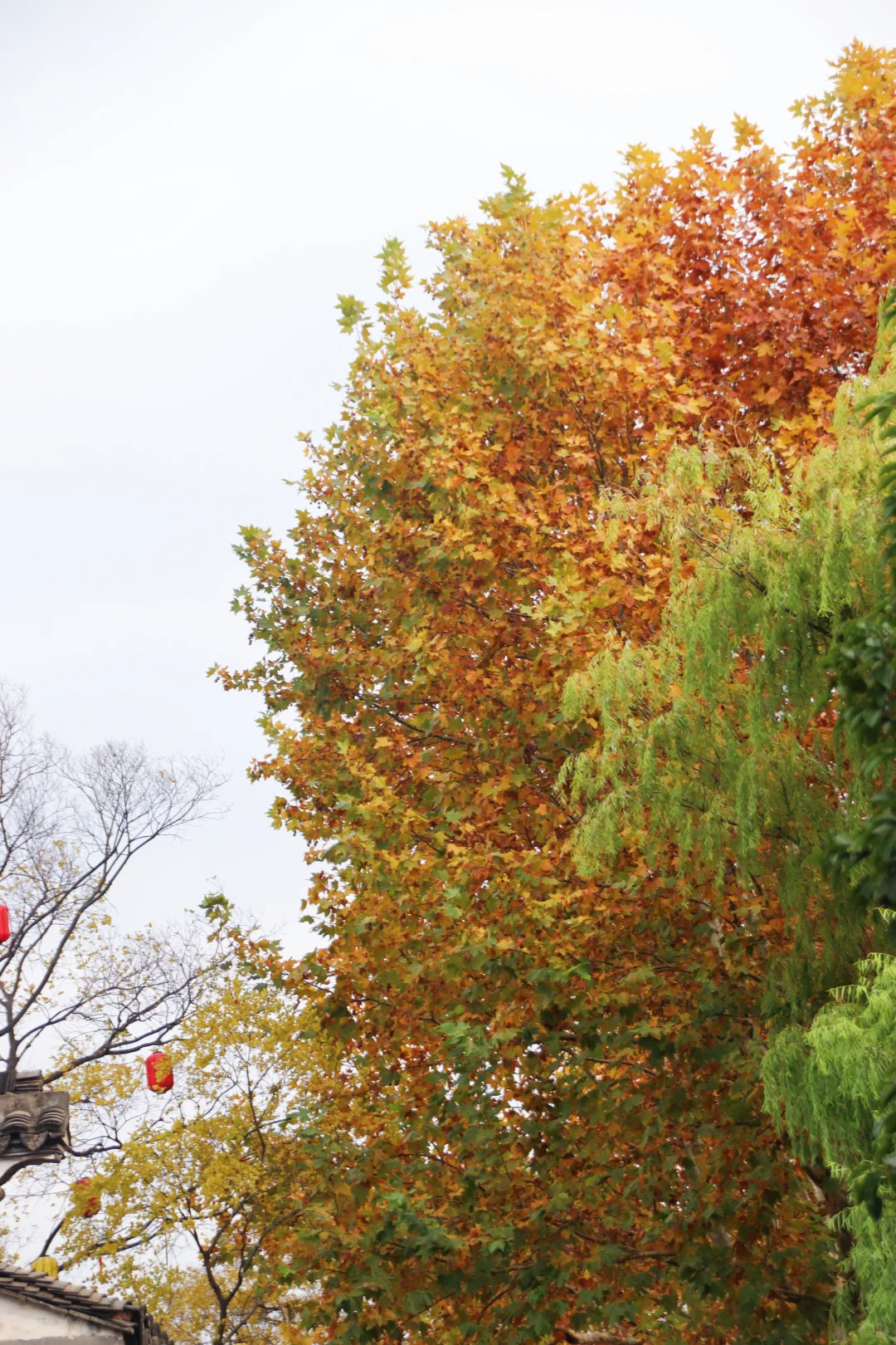 这个季节的惠山古镇,谁来了都要驻足欣赏