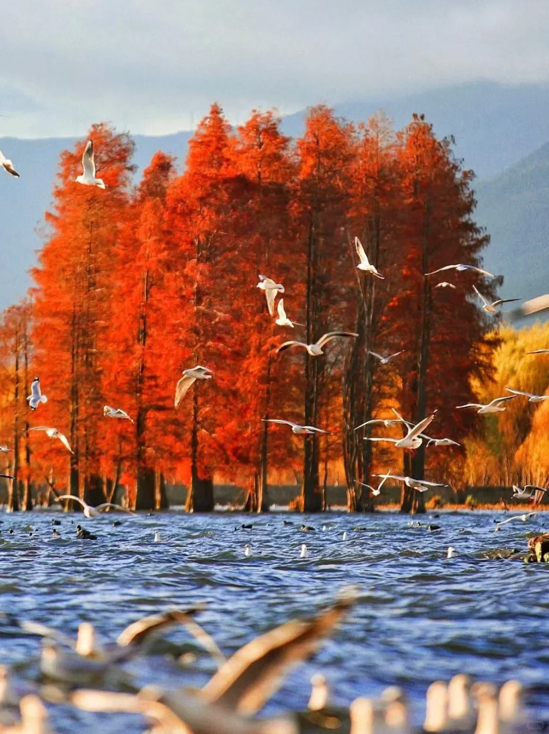 云南旅游攻略|12~2月出行保姆级指南✅