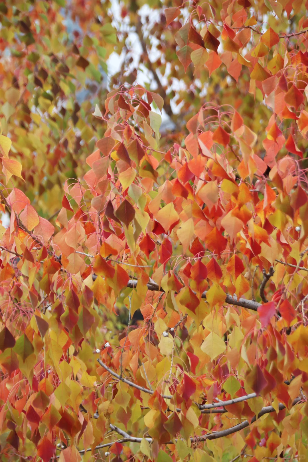 这个季节的惠山古镇,谁来了都要驻足欣赏