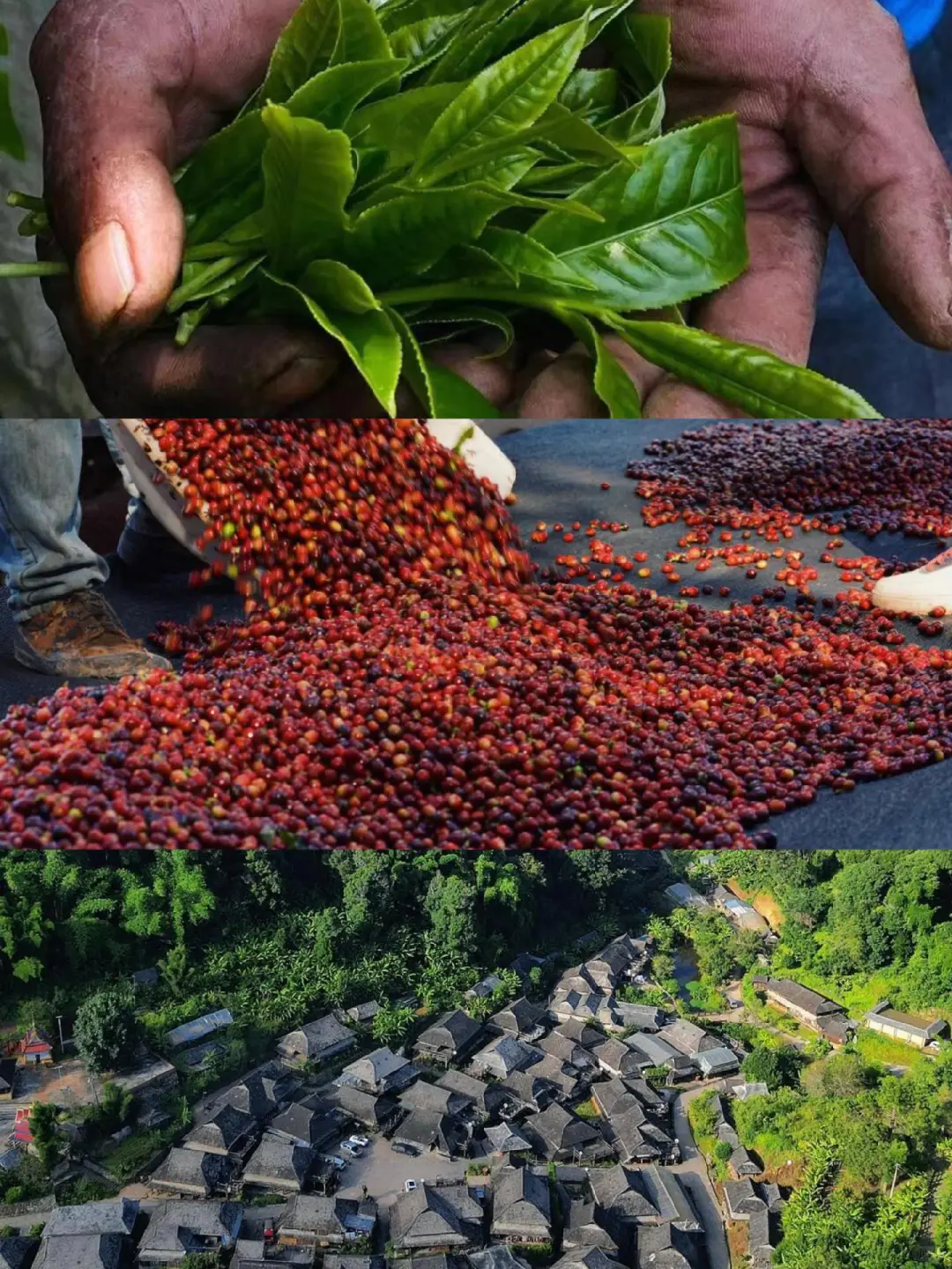 云南旅游📍昆明普洱版纳5天纯玩✨敲省心