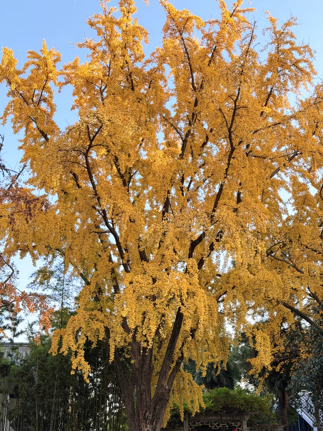 南京人带玩3天🍁附攻略🔥广东人哪见过深秋