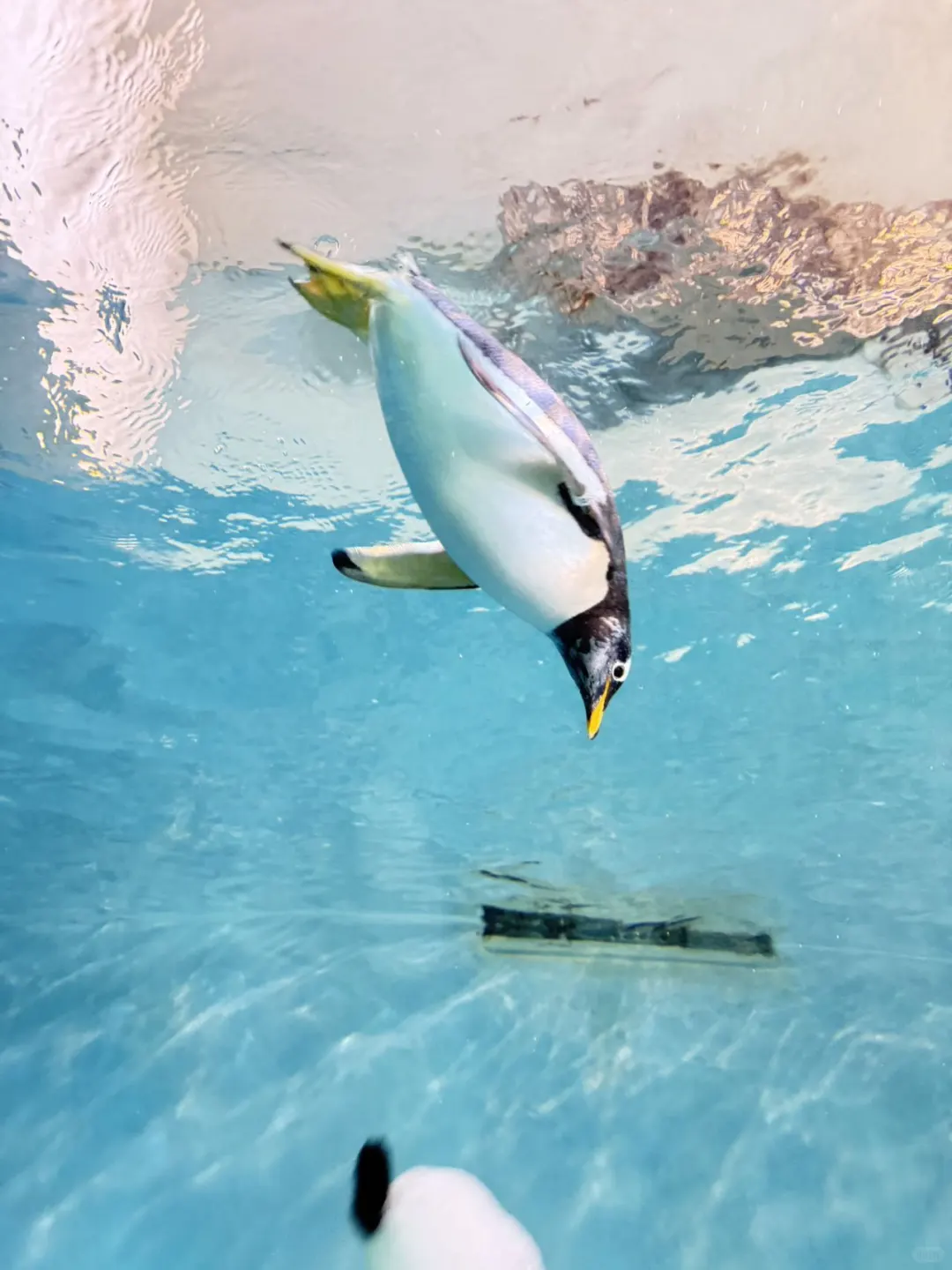 🐧哈尔滨极地公园顶流合集！一天玩够核心亮