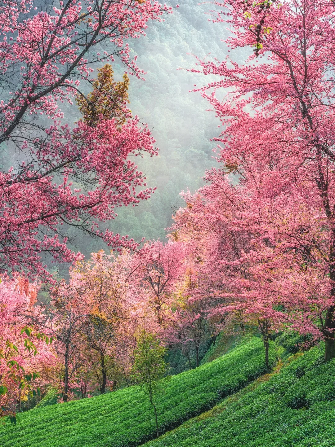 云南旅游攻略|12~2月出行保姆级指南✅