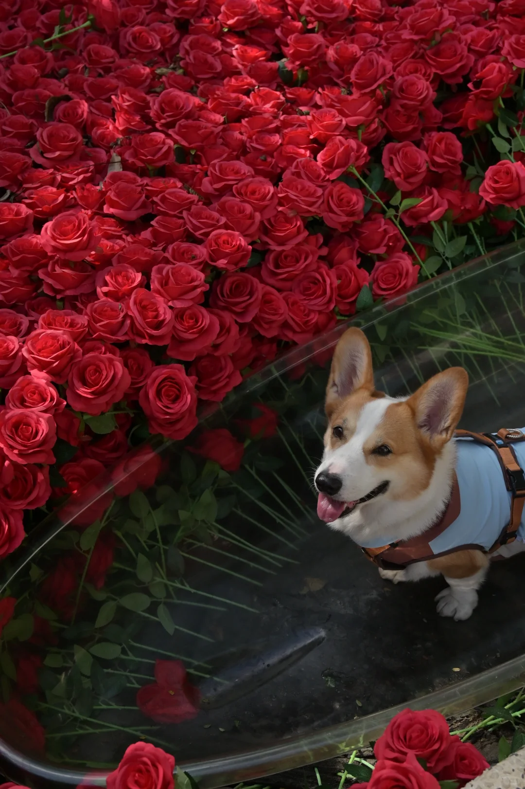 广州从化｜天人山水｜周末遛狗