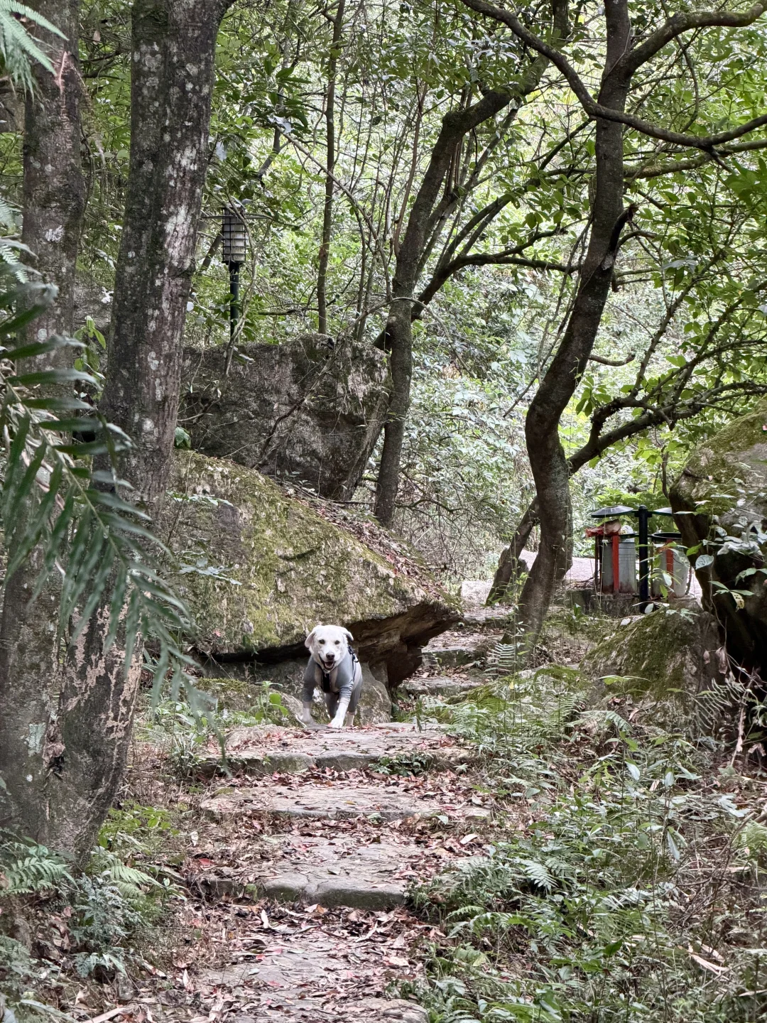 你问我厦门同安遛狗有多爽？ 如图所示！！