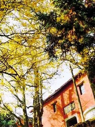 益阳藏着2000多岁的银杏王🍂惊艳整个深秋