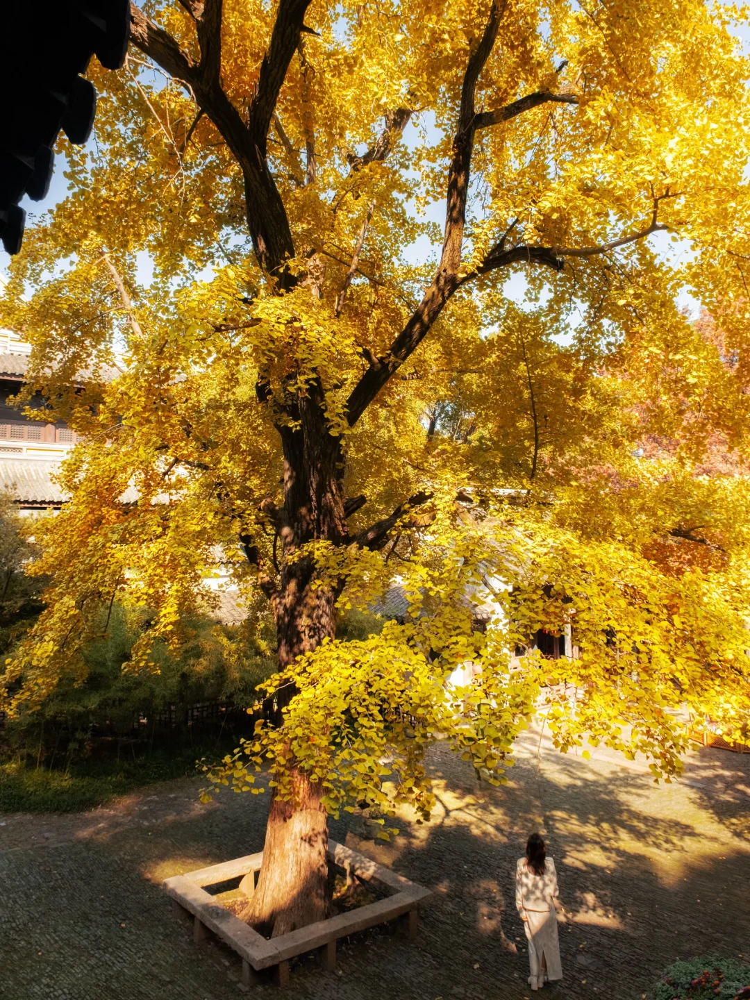 我以为苏州的秋天够美了,直到我来了无锡