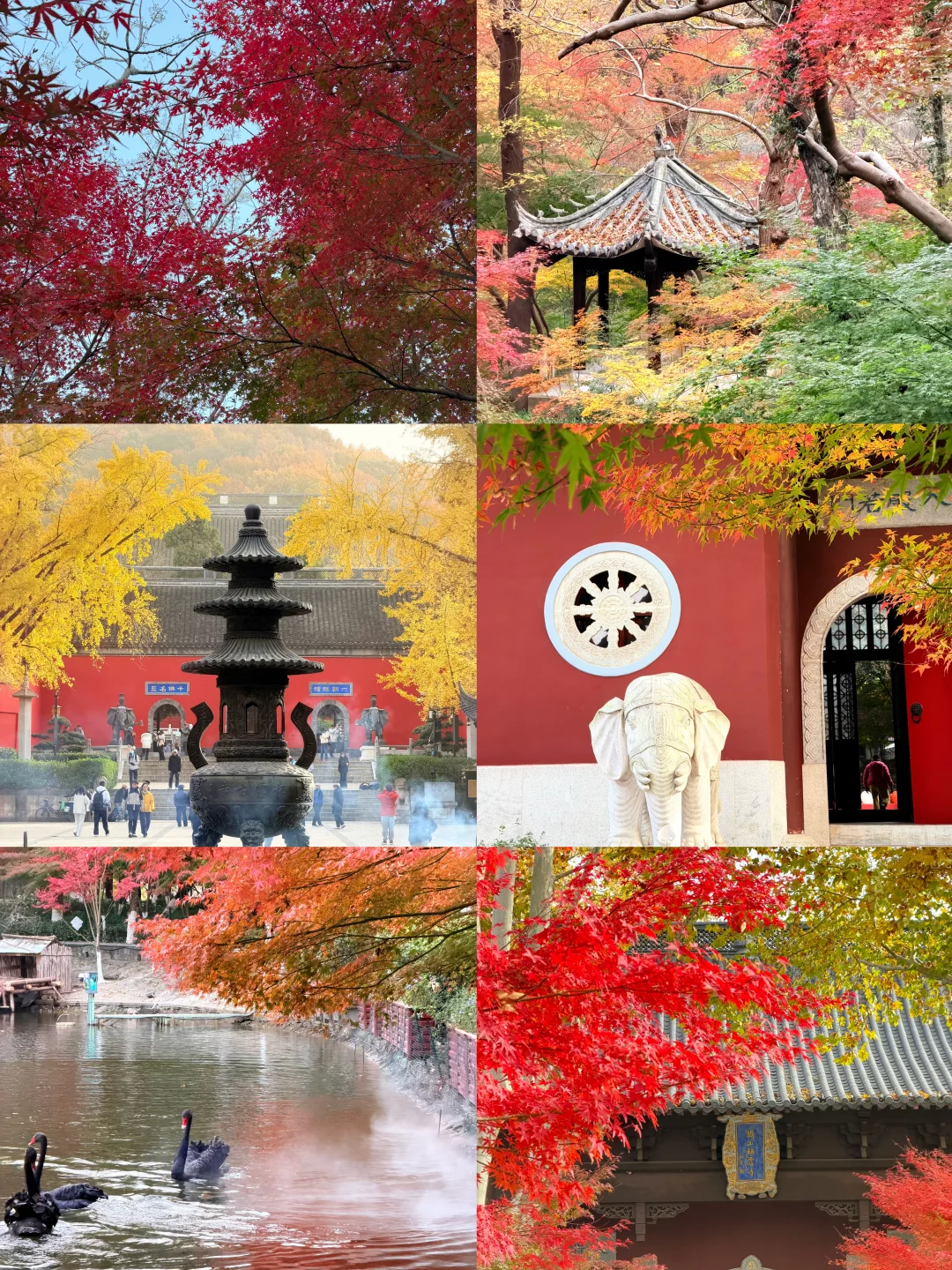 南京人带玩3天🍁附攻略🔥广东人哪见过深秋