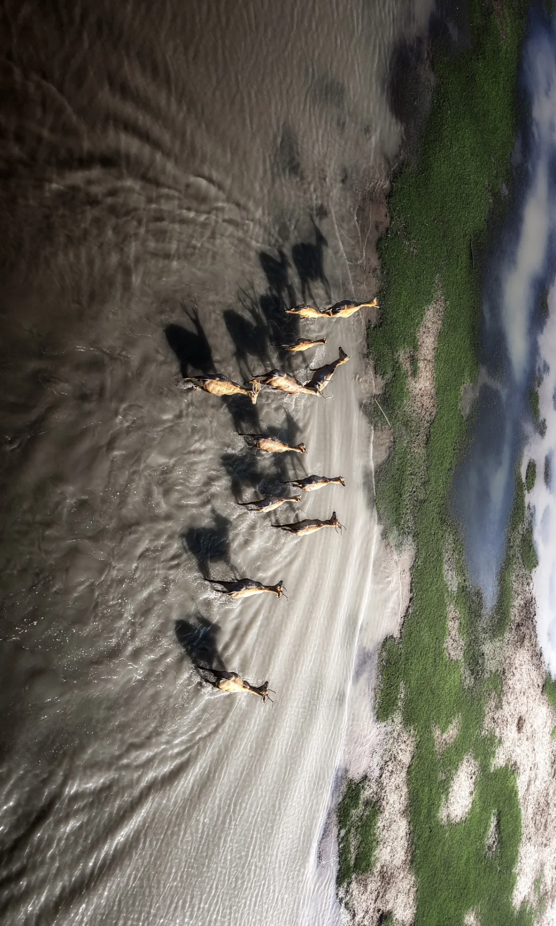 周末去了趟盐城，朋友都以为去了肯尼亚