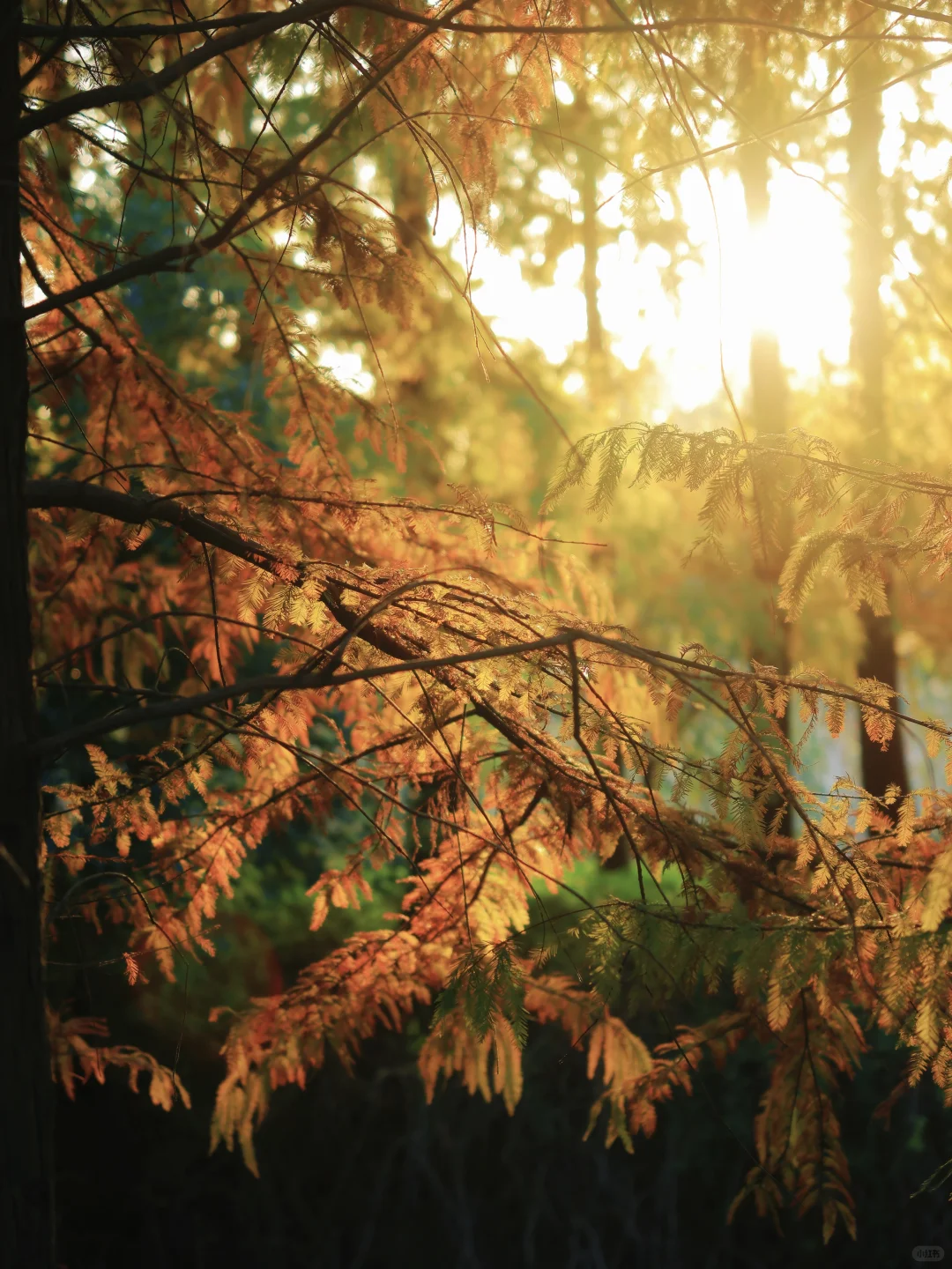 虎丘湿地公园|封神的水杉与红枫🍁,附全攻略