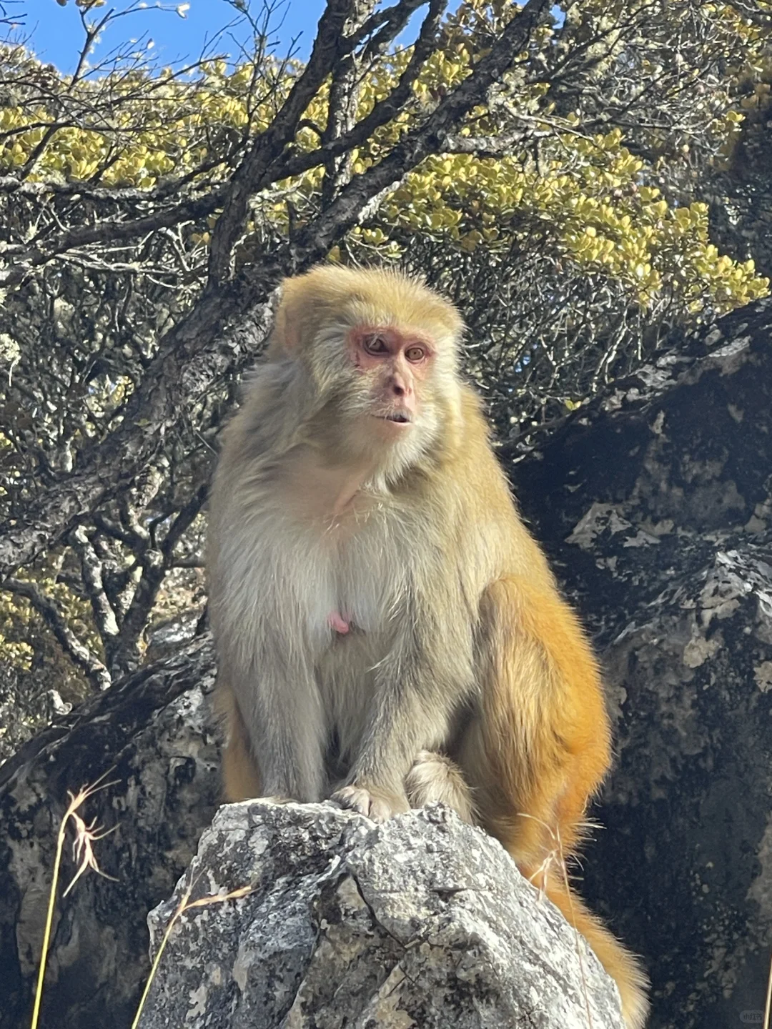 稻城亚丁的秋天，是上帝打翻的调色盘！🏔️