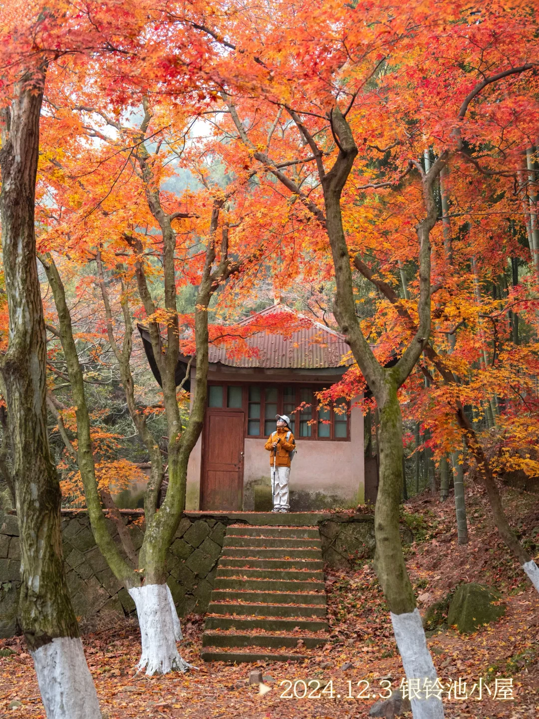 2025.11.20|莫干山的秋天红枫🍁杀疯了‼️