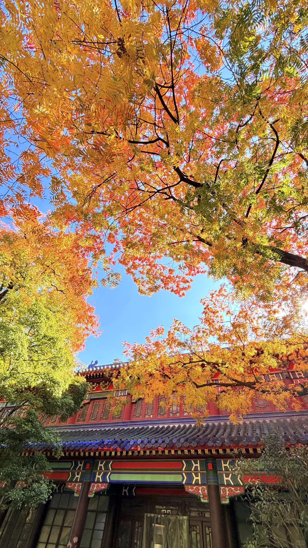 南京灵谷寺，苦等一年，终于看到了彩虹树！！！！