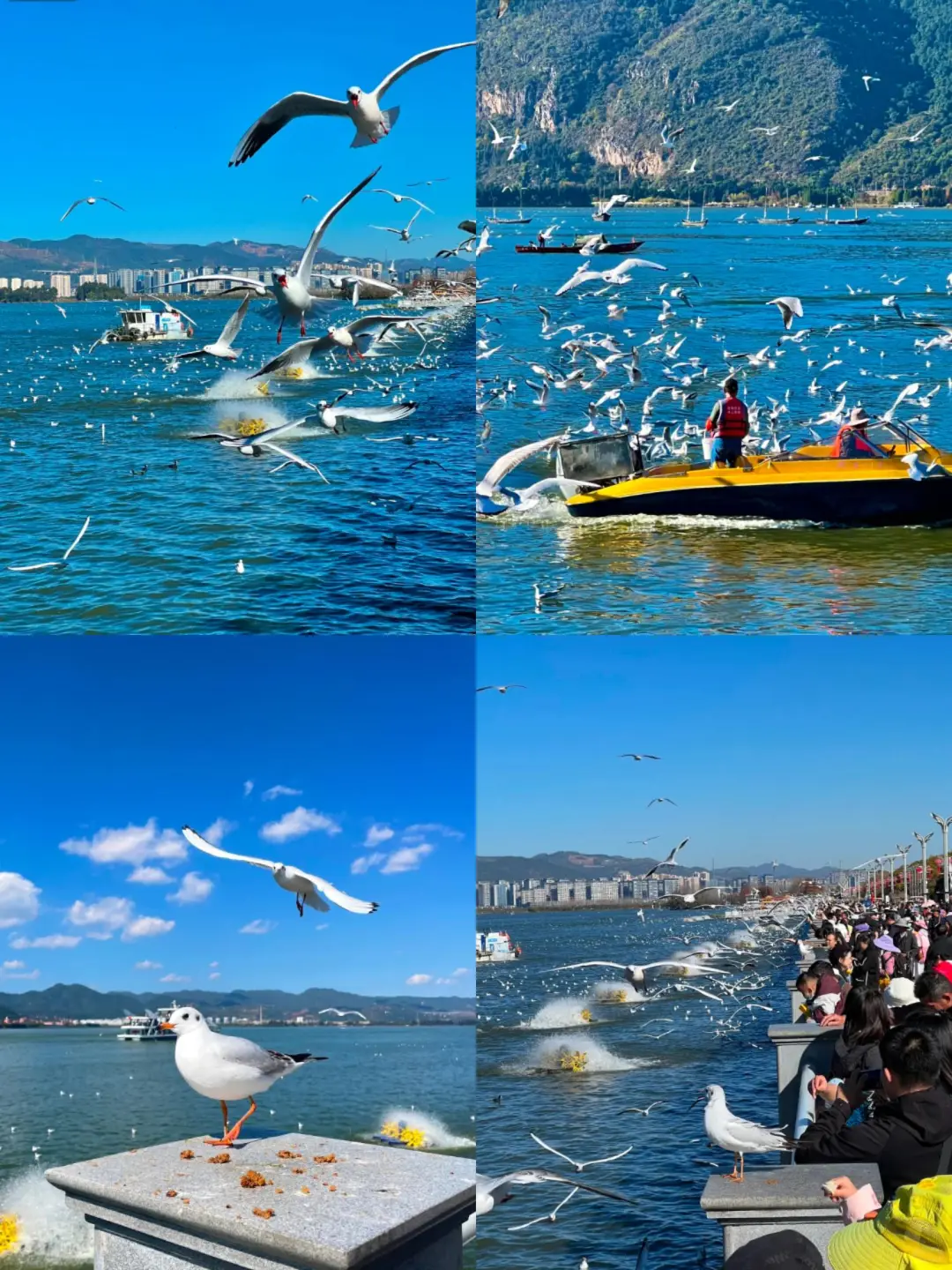 云南旅游📍昆明普洱版纳5天纯玩✨敲省心