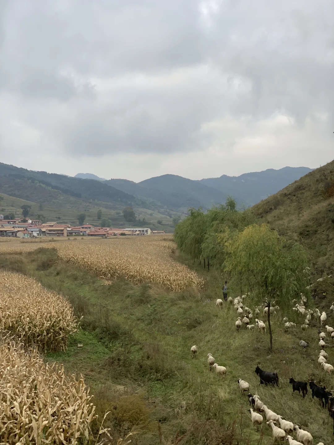 避开人潮！山西 “小阿勒泰” 人少景美🌲