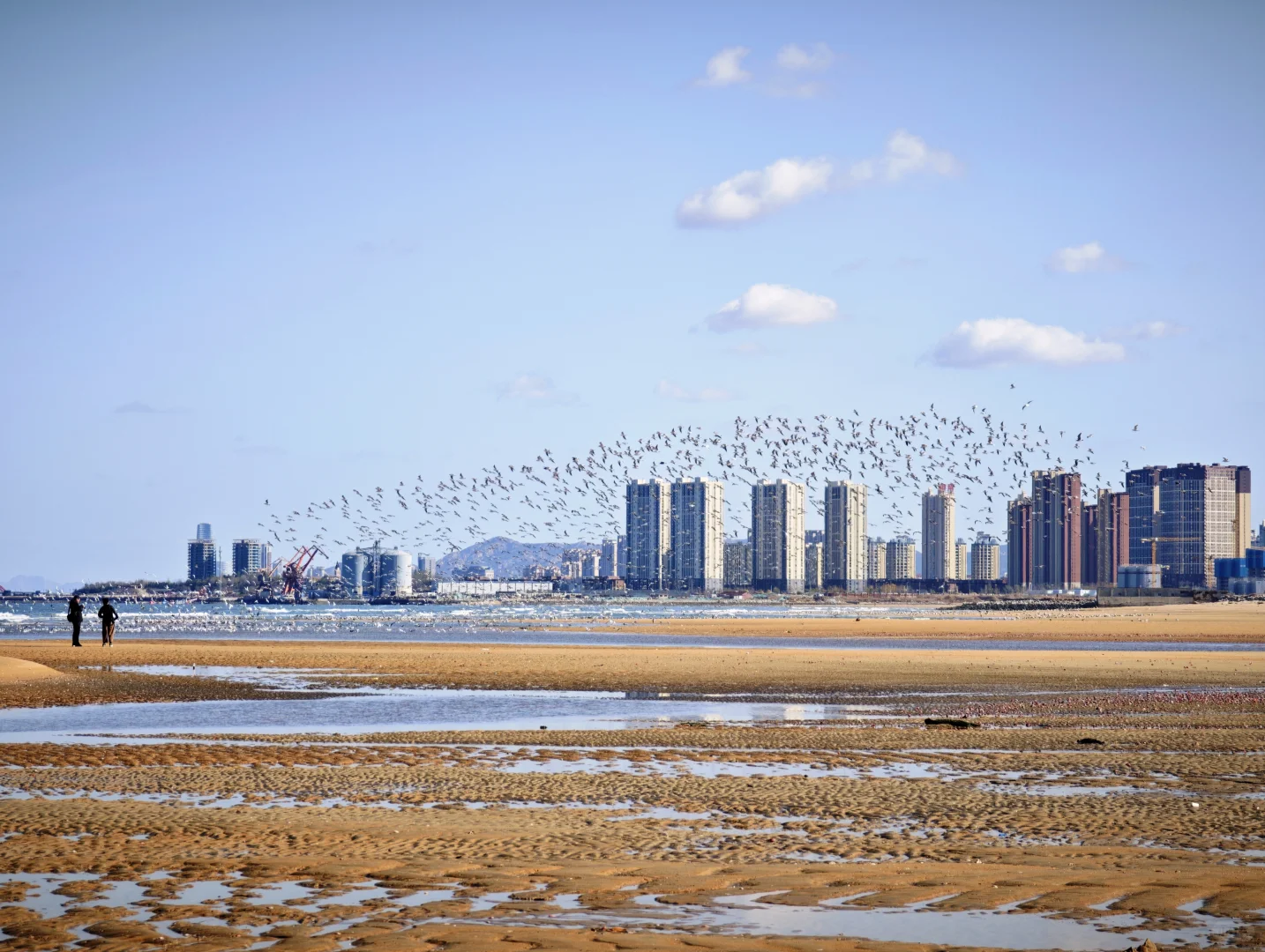 一人认养一只海鸥，起名字吧🐦