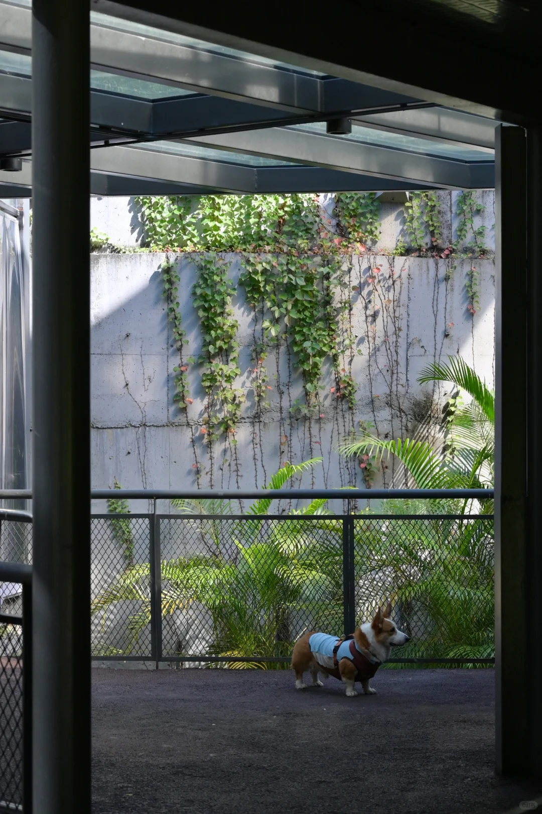 广州从化｜天人山水｜周末遛狗