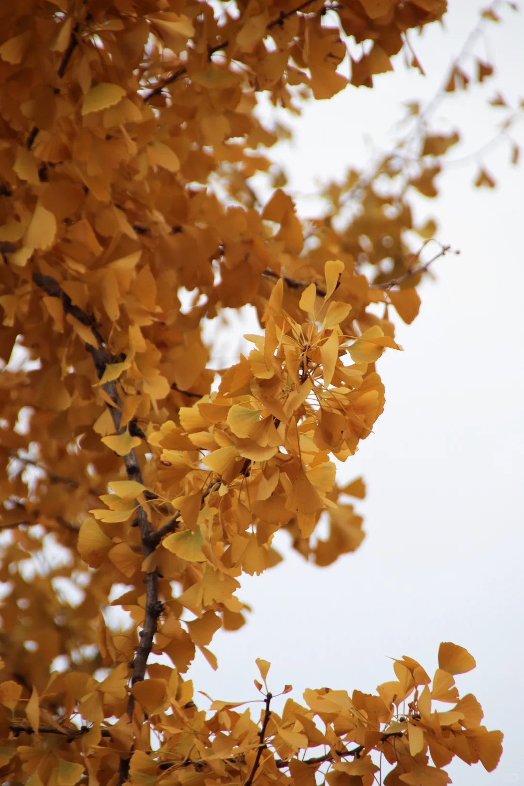 这个季节的惠山古镇,谁来了都要驻足欣赏