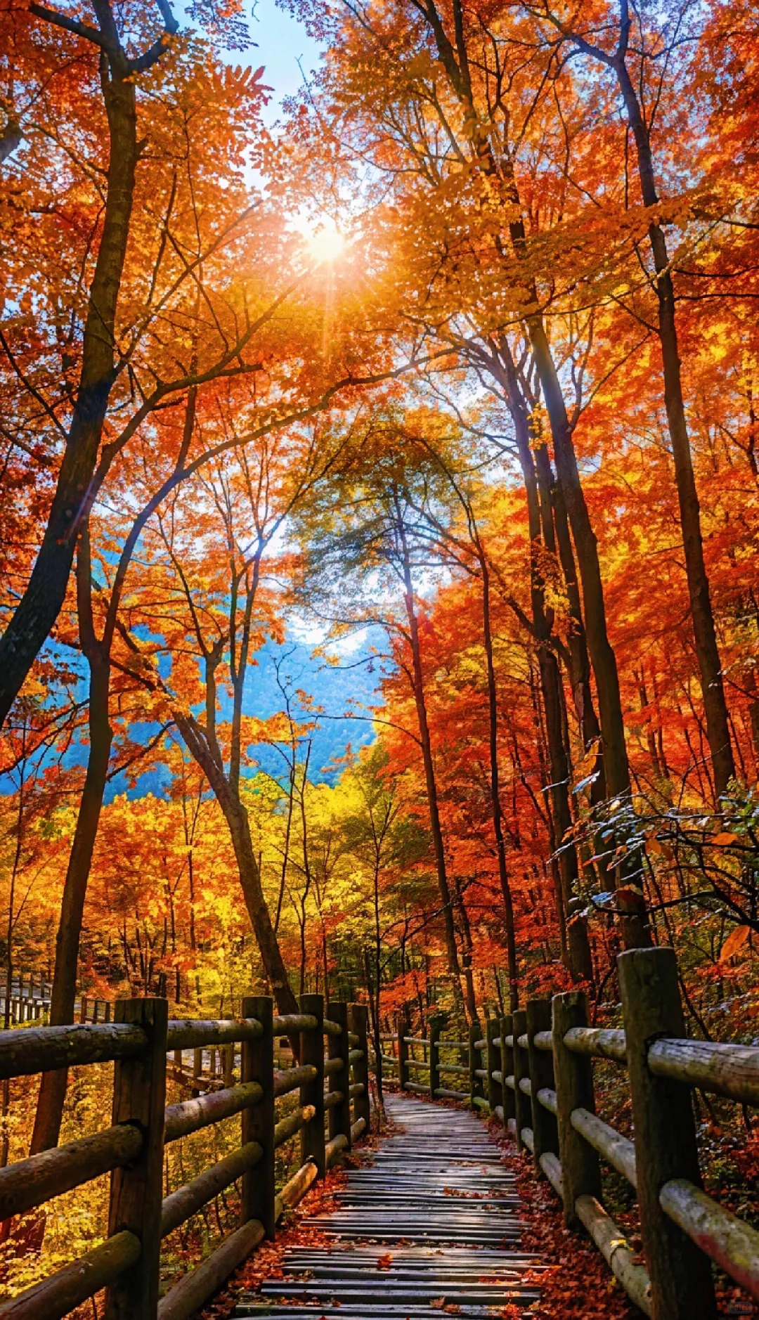 我私藏最美9条江浙沪赏秋路线🍂没有平替