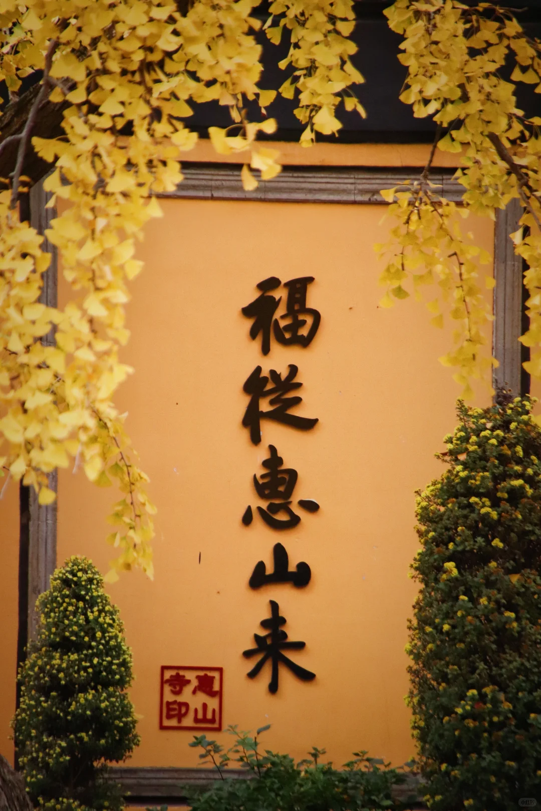 这个季节的惠山古镇,谁来了都要驻足欣赏