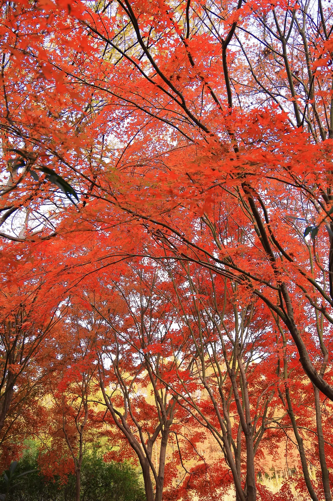 虎丘湿地公园|封神的水杉与红枫🍁,附全攻略