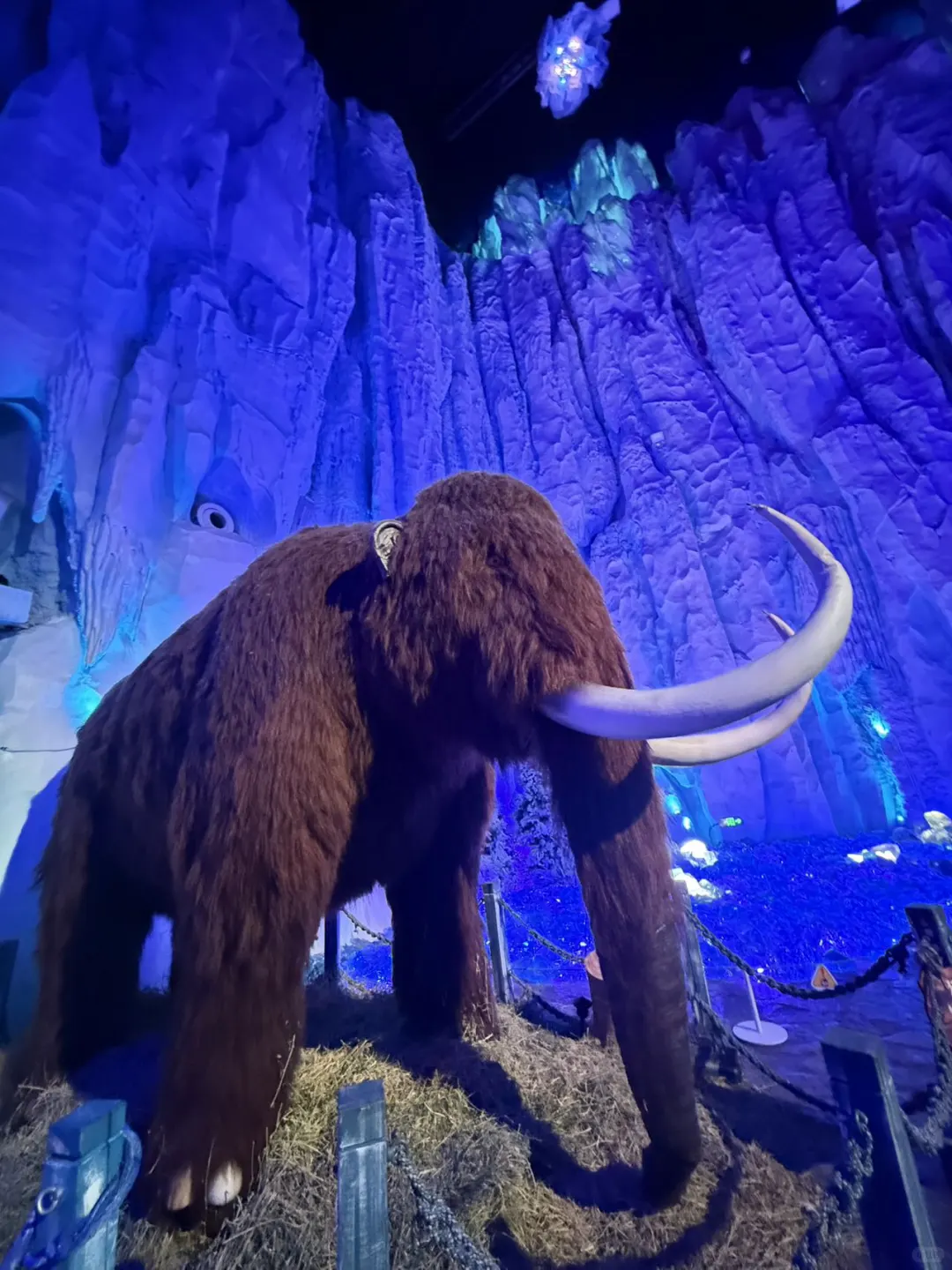 🐧哈尔滨极地公园顶流合集！一天玩够核心亮