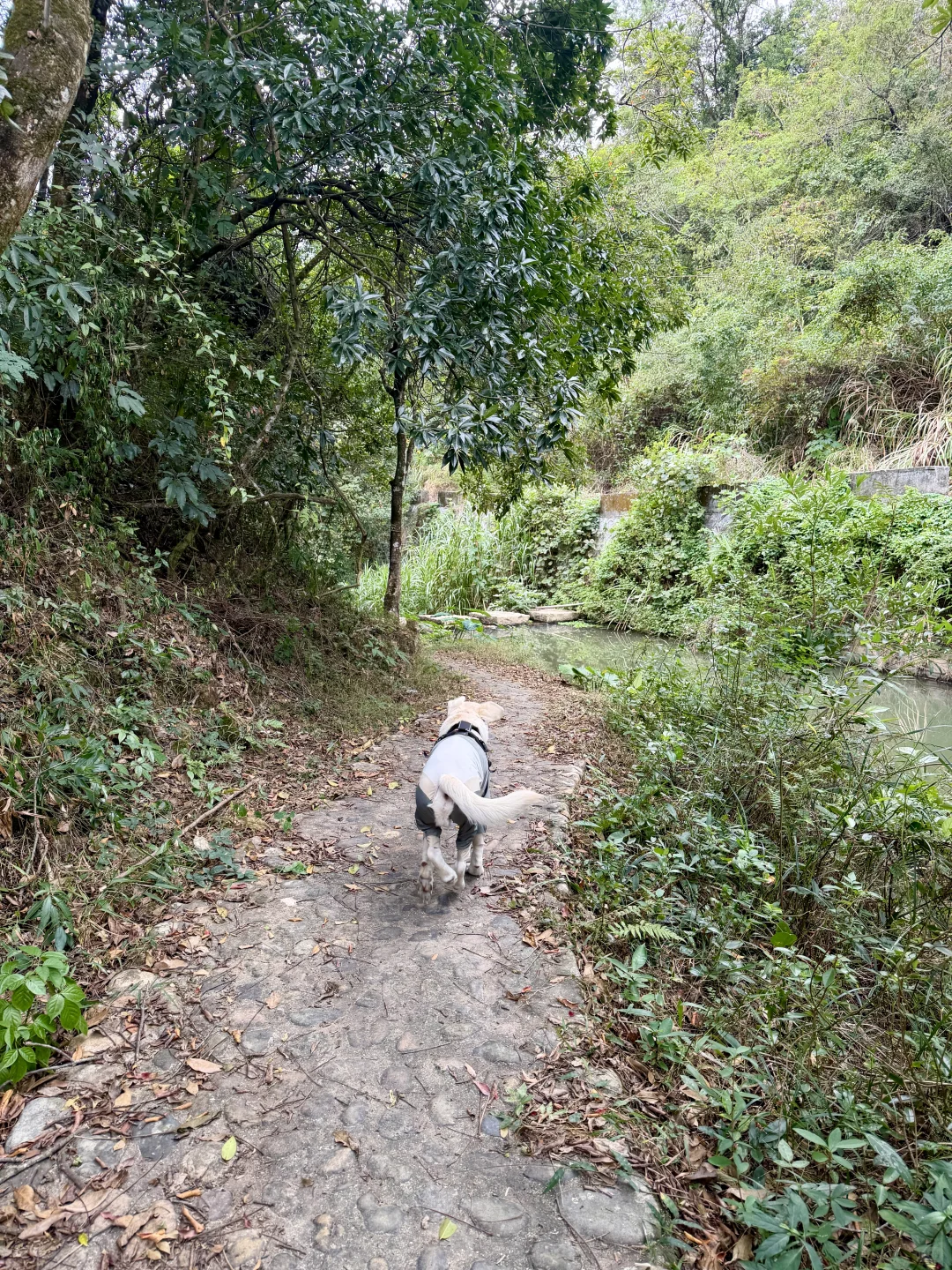 你问我厦门同安遛狗有多爽？ 如图所示！！