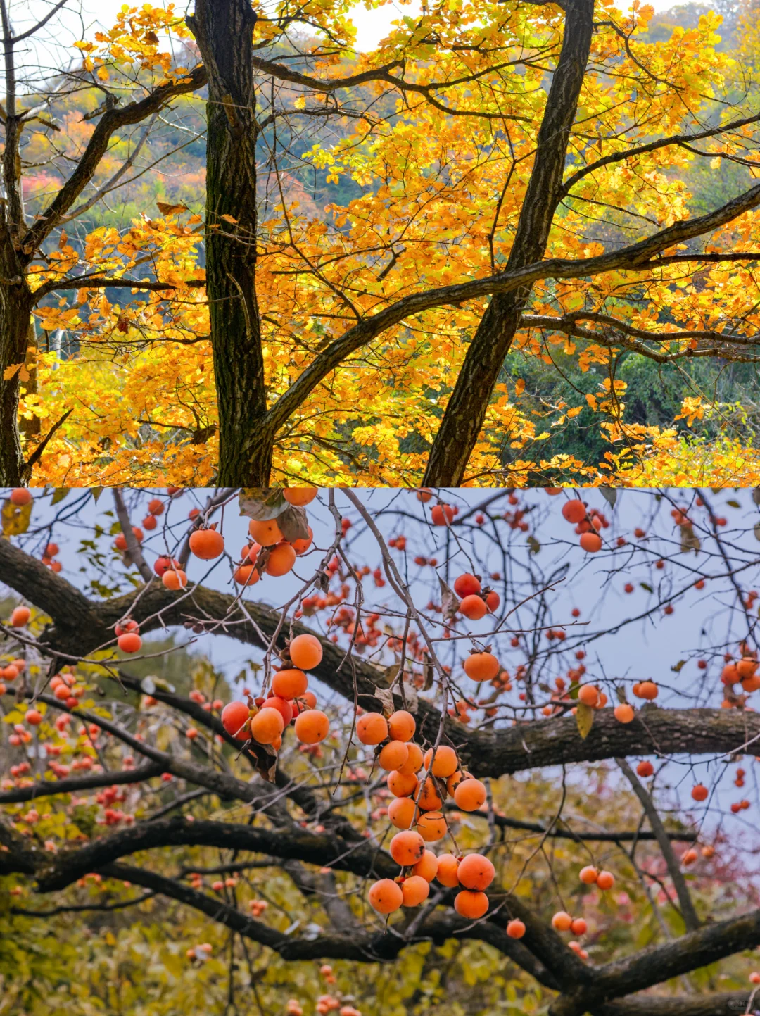 🔥山西绝美古村！把整个秋天“晒”给你看