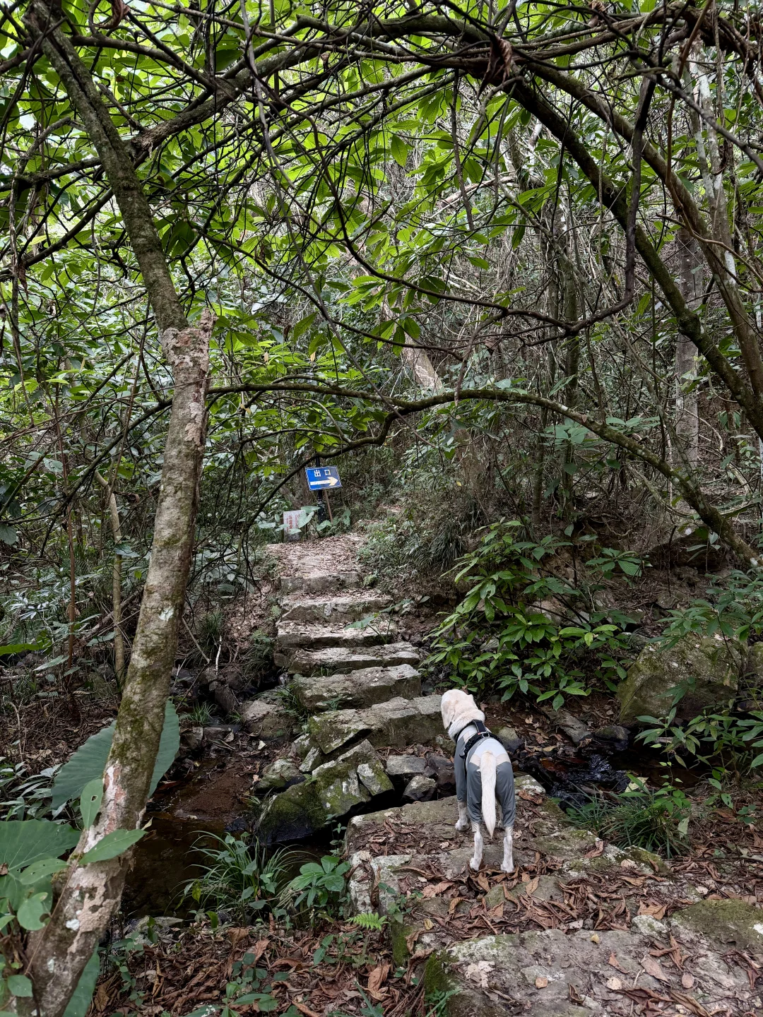 你问我厦门同安遛狗有多爽？ 如图所示！！
